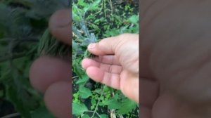 IMG_8637 Душу радуют!