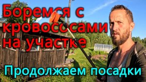 Боремся с кровососущими гадами на наших участках. Продолжаем посадки на огороде. Пытаемся гулять.