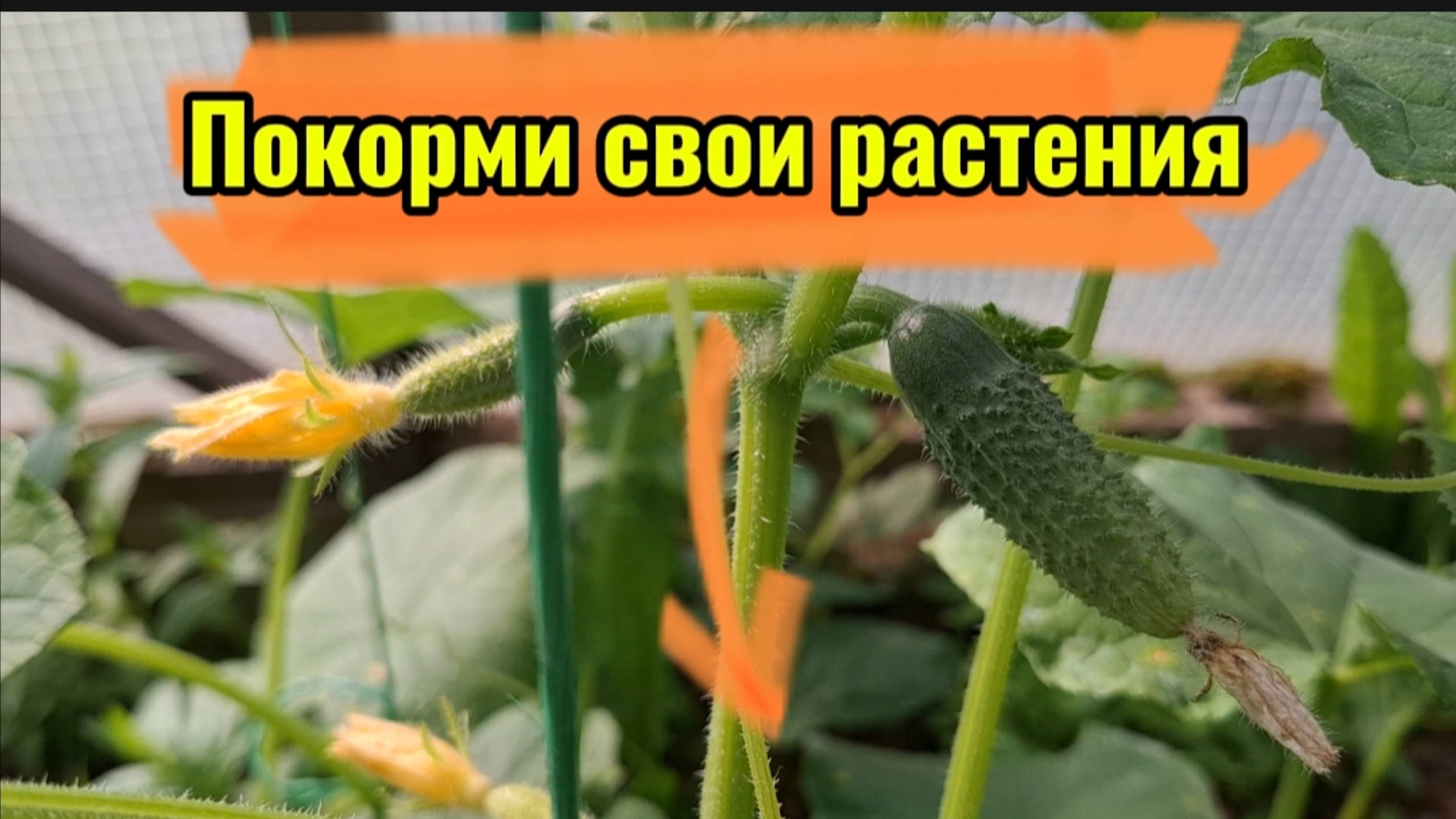 Урожайный Секрет: Как Правильно Подкормить Тыкву 🌱