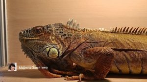 Мир рептилий.
