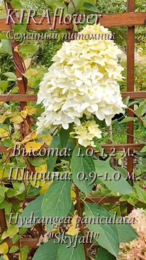 Гортензия Скайфол