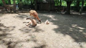 Краснодарский зоопарк.