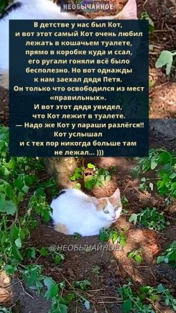 Не по-понятиям  #кошки #котики #кот