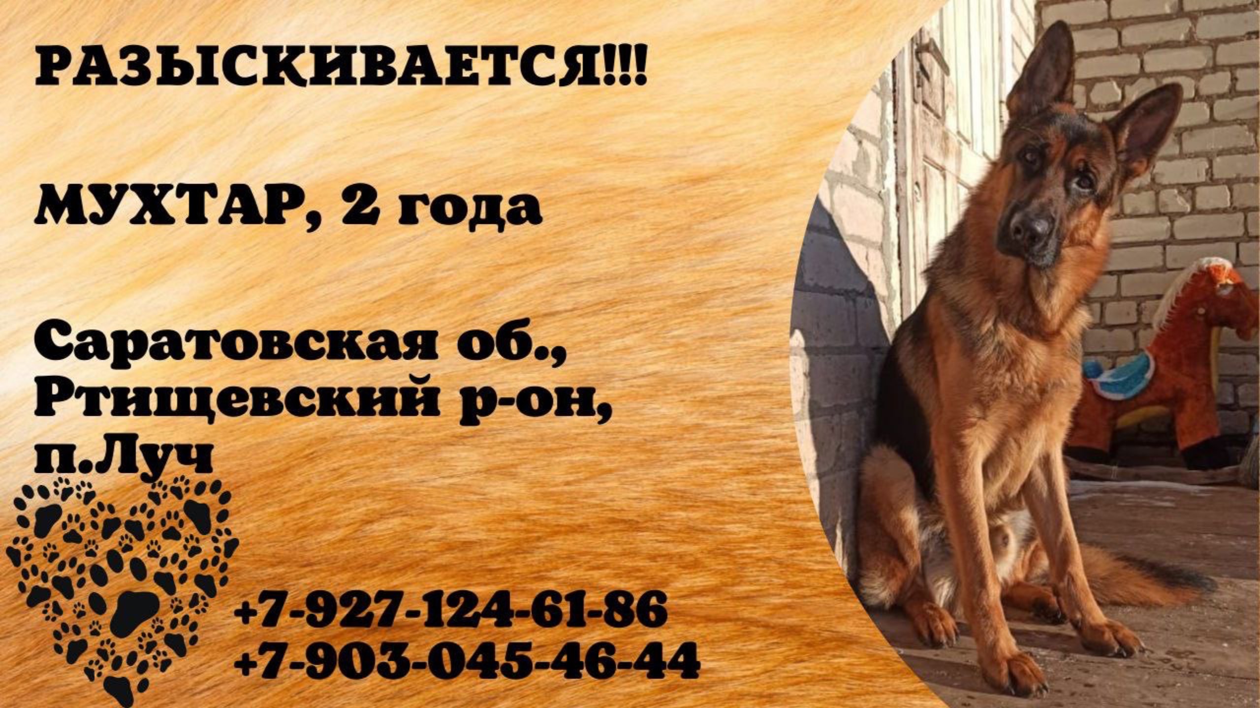 Пропала собака! МУХТАР, 2 года. Саратовская обл., Ртищевский р-н, п.Луч.