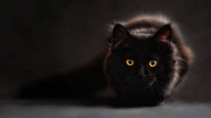 Кошка мяукает по ночам? Вот что она хочет передать?