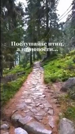 Послушайте пение птиц.🐦🐦🐦