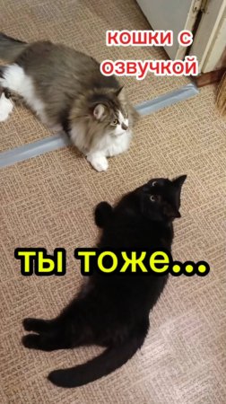 Кошки с озвучкой.