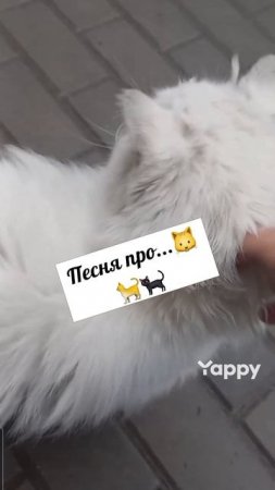 #денькошек #сднемкошек #1марта #весна #1мартаденькошек #кошки #кот