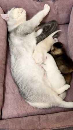 Котятам кошки Кайли 16 дней.