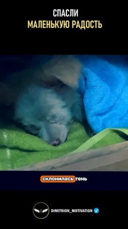 Бездомный щенок нашел свой дом #добро