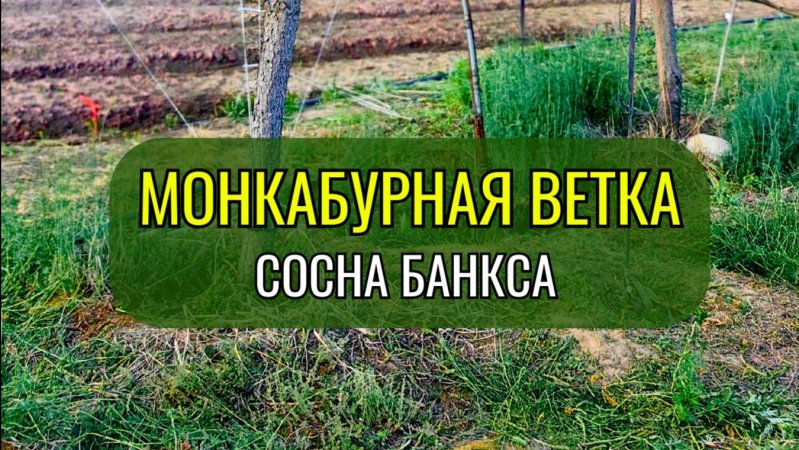 Монкабурная ветка. Сосна Банкса
