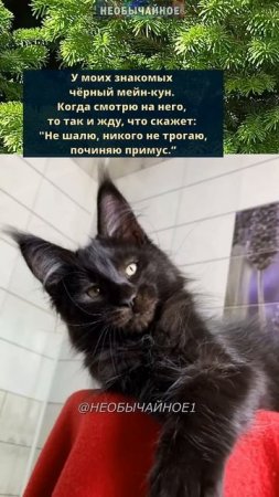 Тот самый Кот #кошки #котики #кот