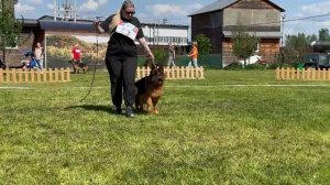 2 Оч/хор ЮСС Тиим Аллемо Хаус АЛИТА №53. КЧК БРОННИЦЫ 24 мая`25 Моно немецких овчарок