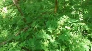 Чага. Соль . Поездка в лес_