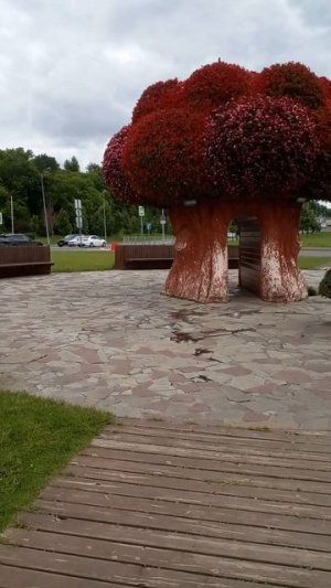 Цветочные персонажи Алисы в стране чудес