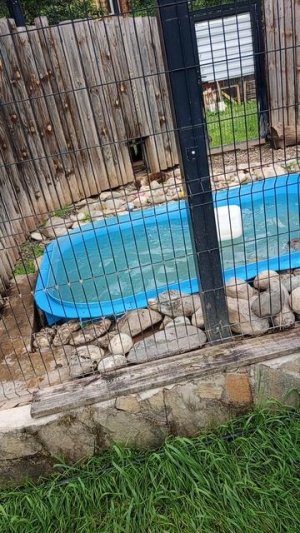 Морские акробаты: игрища выдра в бассейне