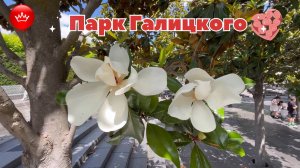 🌸1 июля Парк Галицкого Альбиция.