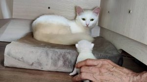 Кошка-мать зовет котенка к себе. Новорожденному котенку трудно дотянуться до матери.