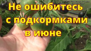 Июнь   не ошибитесь с подкормками растений!