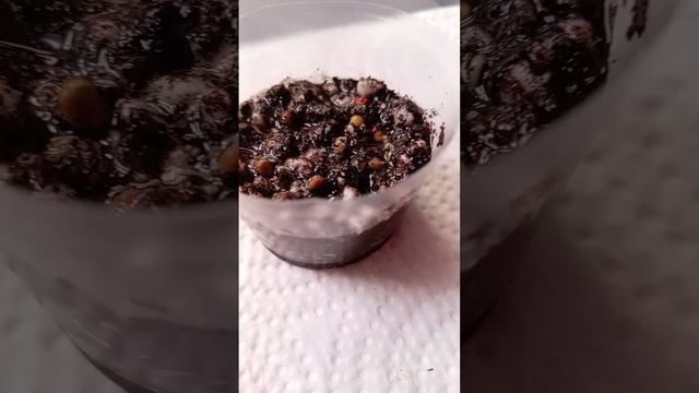 🍅Сажаю помидоры. Часть 2 🍅