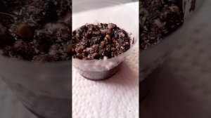 🍅Сажаю помидоры. Часть 2 🍅