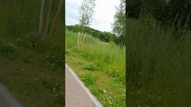 Из полей доносится печаль