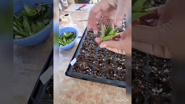 Черенкование метельчатой гортензии, подробный процесс.