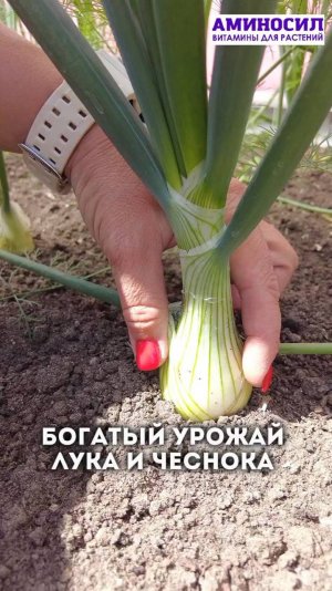 Вторая половина июня и июль — это самое ответственное время для формирования урожая лука и чеснока