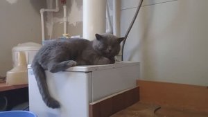 Жизнь в деревне - Готовлю грибы с жареной рыбой