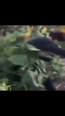 ⚠️ ИИ уже заменяет людей