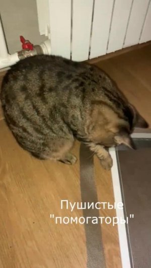 Сетка "Антикошка" - для безопасности котиков