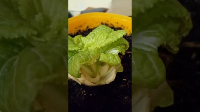 ПЕКИНСКАЯ КАПУСТА НА ПОДОКОННИКЕ  Своя зелень к Новому году!!   #дача