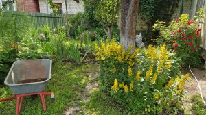 РЕМОНТ старого ДОМА. Установили ДВЕРЬ и подключили ЛЕТНЮЮ ВОДУ. Собираю урожай 🍓  Цветник и огород