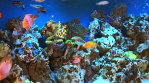 🐠 Аквариум Коралловый риф