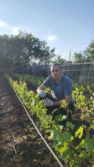 Саженцы винограда в ЛНР. Евгений РОМАН.