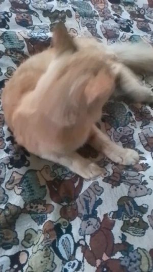 VID_20250701_075132.mp4