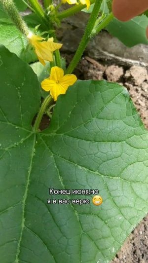 Надежда умирает последней