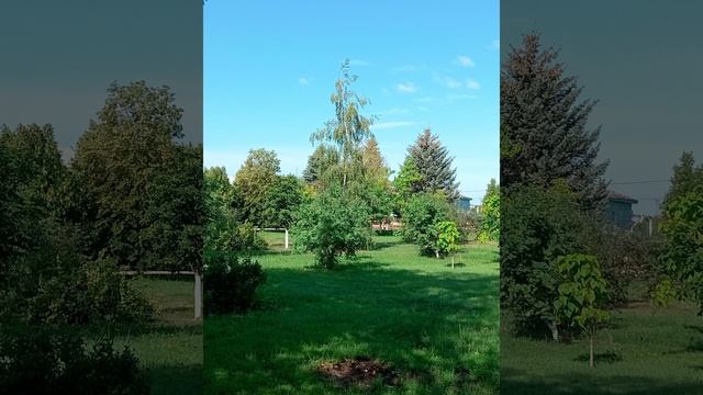 Вечерняя прогулка от 01.07.2025