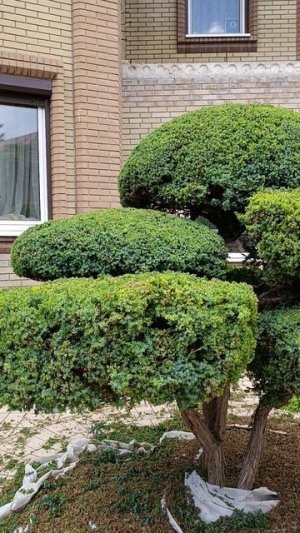 Коррекция ниваки из китайского можжевельника..