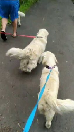 Девочки в  Москве.