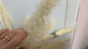 Домашние сухоцветы