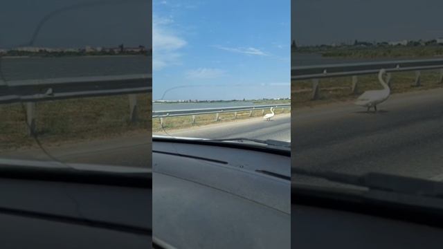 Лебеди переходят дорогу!