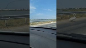 Лебеди переходят дорогу!