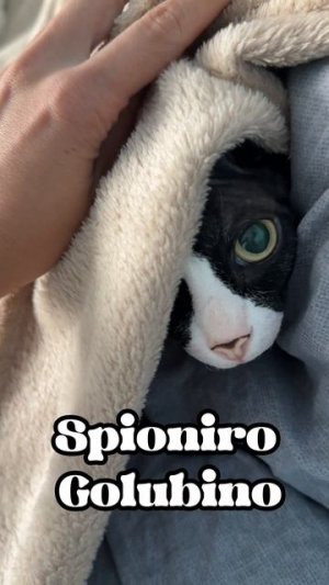 Котики