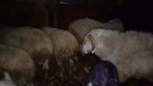 ЖИВОТНЫЕ - ЕДЯТ КУКУРУЗУ 🌽 ПОЧТИ ЦЕЛЫЙ МЕШОК 🐑🐐