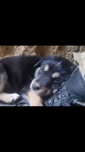 Собака на фронте - это не только психологическая разгрузка, но и реальная помощь. Вспомним  ВОВ.
