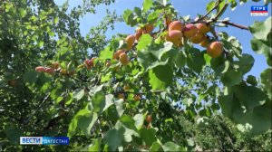 В этом году садоводы горных районов Дагестана получили хороший урожай абрикосов