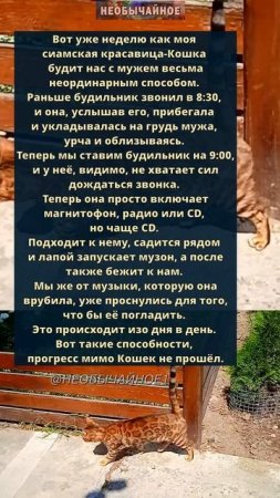 Прогресс мимо Кошек не прошёл #кошки #котики #кот
