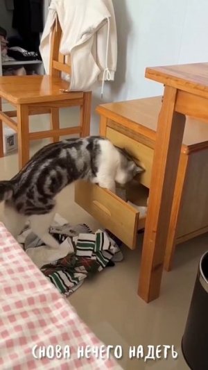 Снова нечего надеть 😿