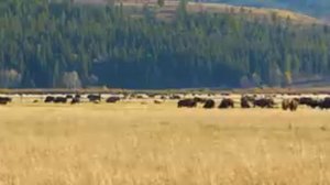 Природа, Олени и Наблюдение: Волшебство Диких Угодий, ч.7